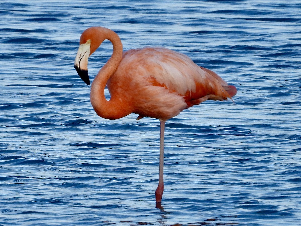 American Flamingo - ML620513134