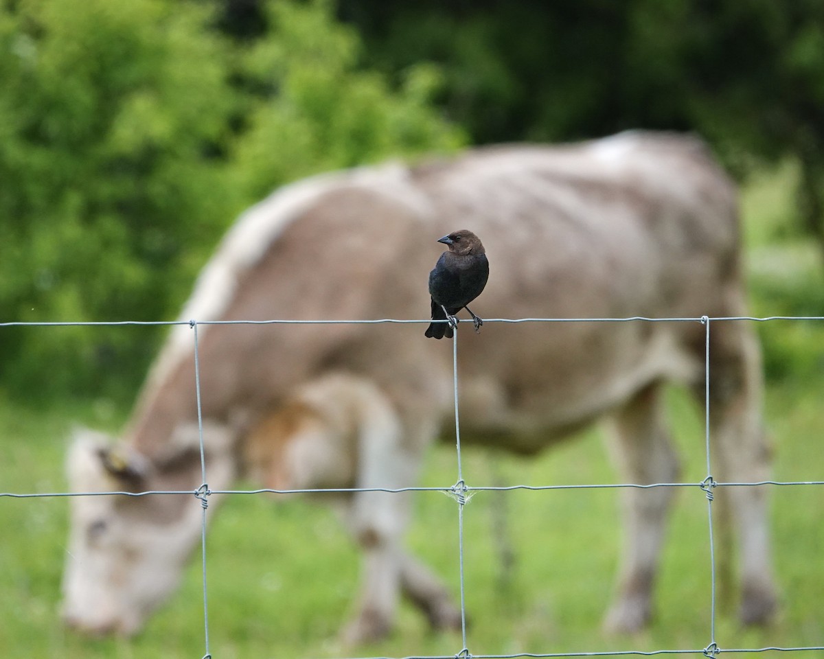 Brown-headed Cowbird - ML620513135