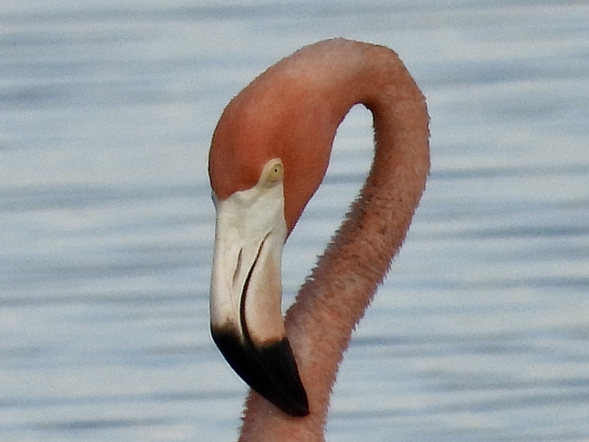 American Flamingo - ML620513139