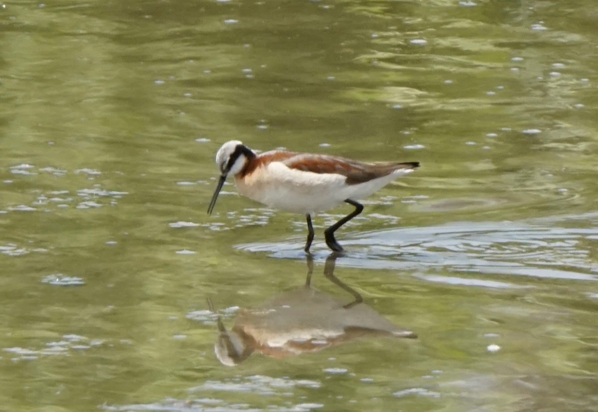 Wilson's Phalarope - ML620513141