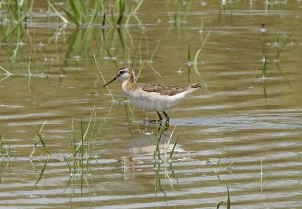 Wilson's Phalarope - ML620513142