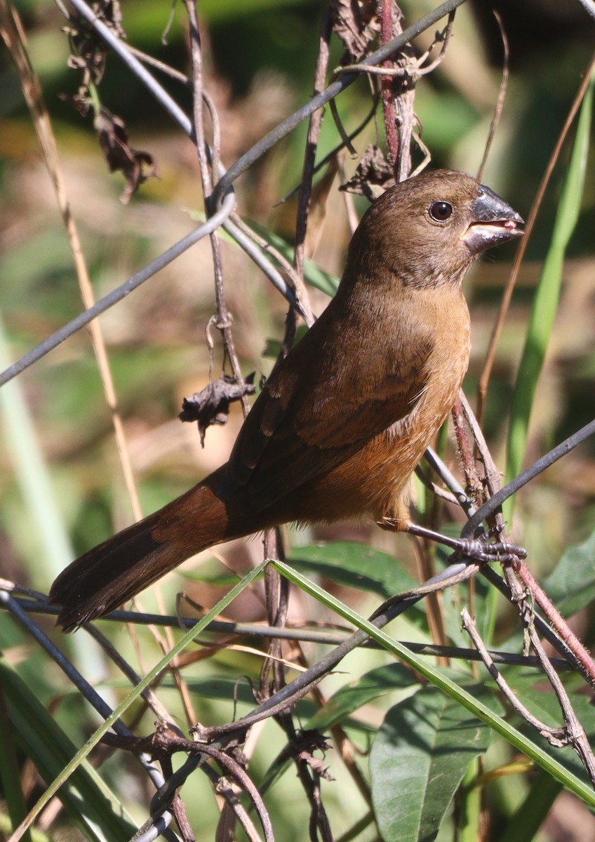 Chestnut-bellied Seed-Finch - ML620513144