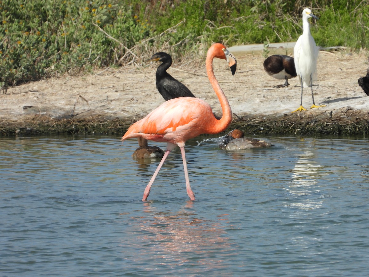 Amerika Flamingosu - ML620513145