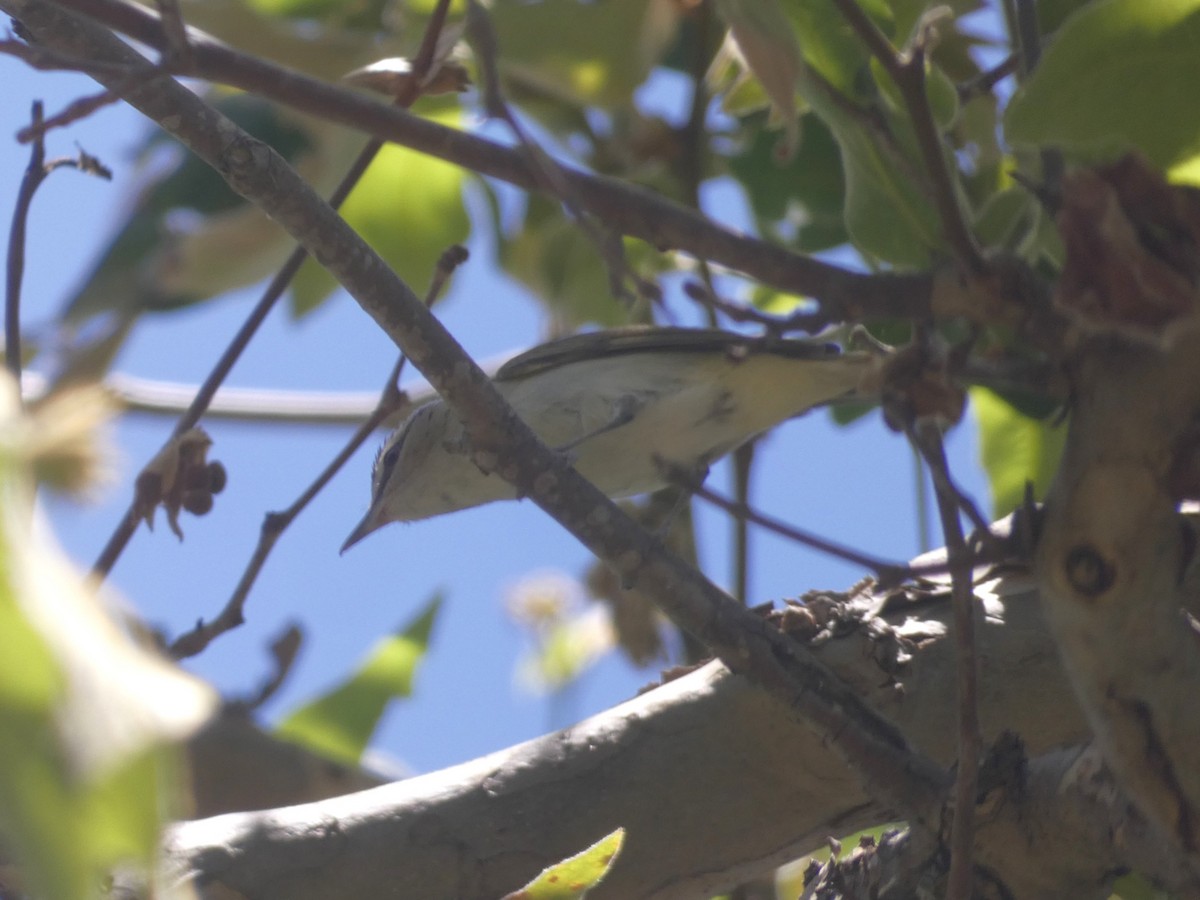 Red-eyed Vireo - ML620513146
