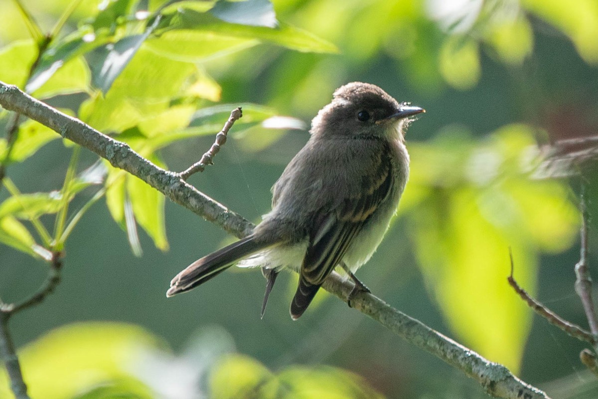 Eastern Phoebe - ML620513147