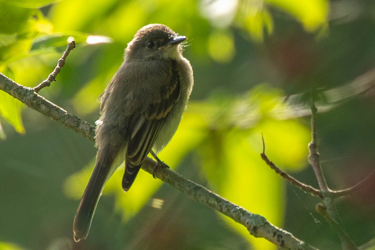 Eastern Phoebe - ML620513148