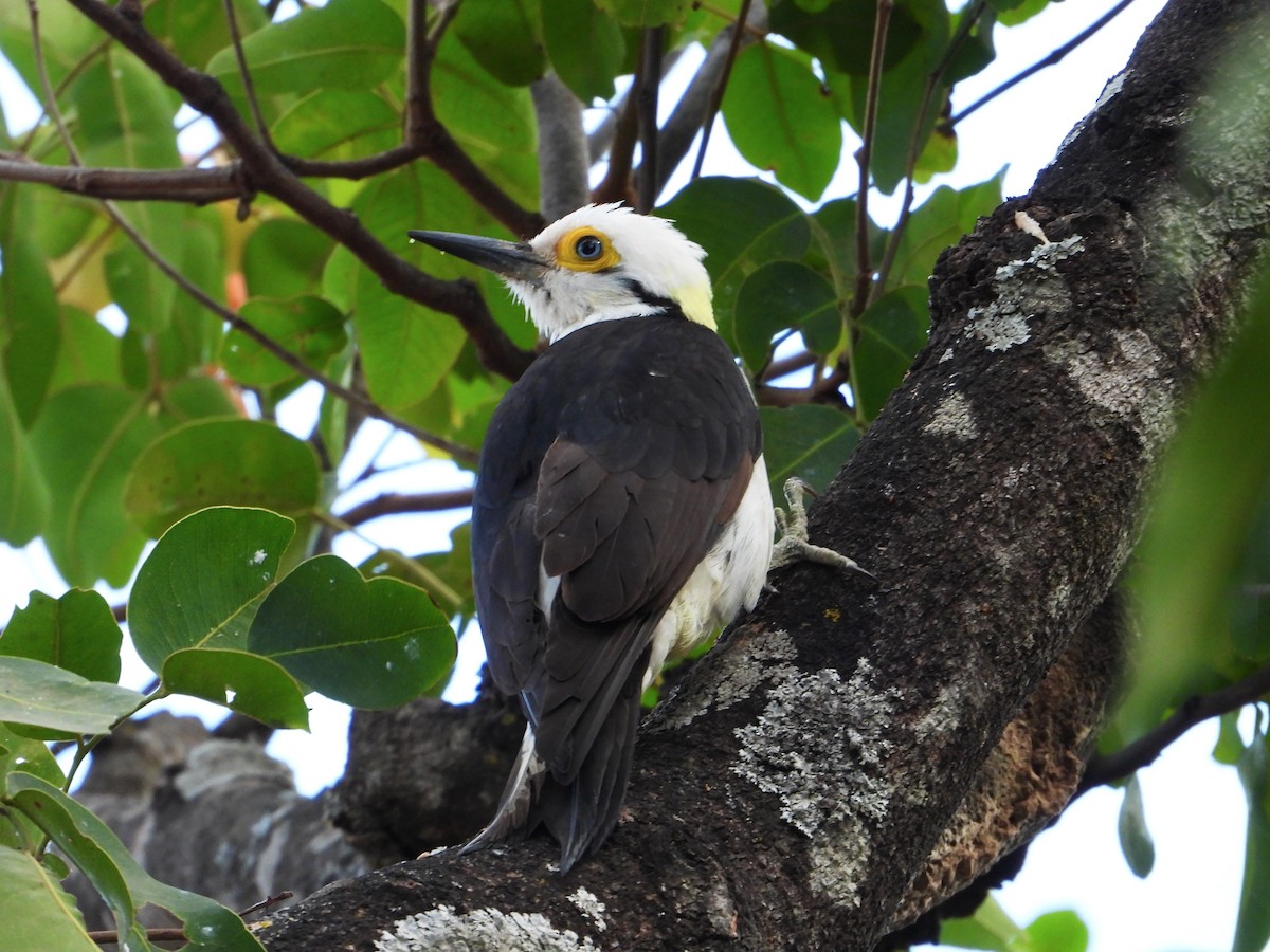 シロキツツキ - ML620513154