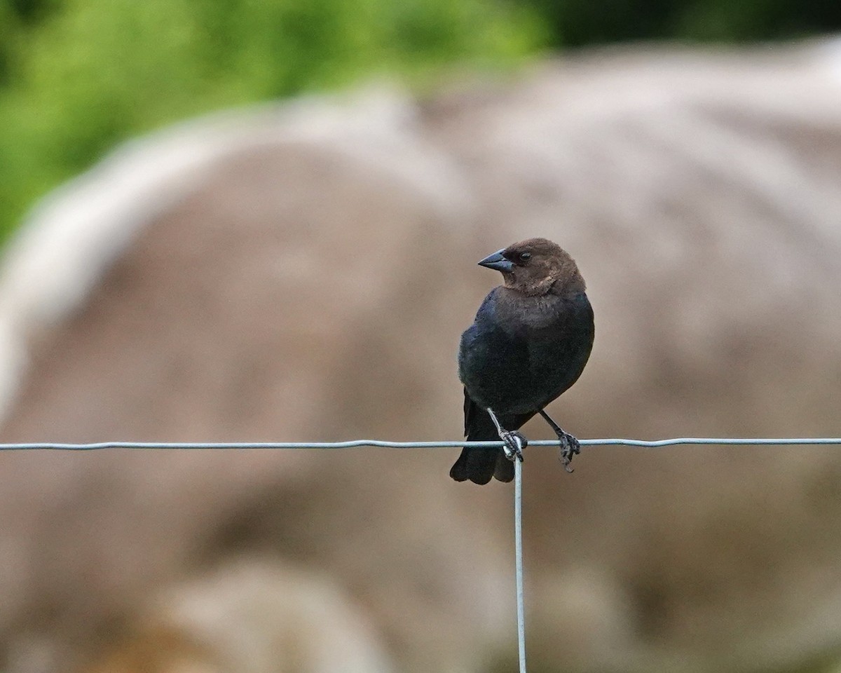 Brown-headed Cowbird - ML620513155