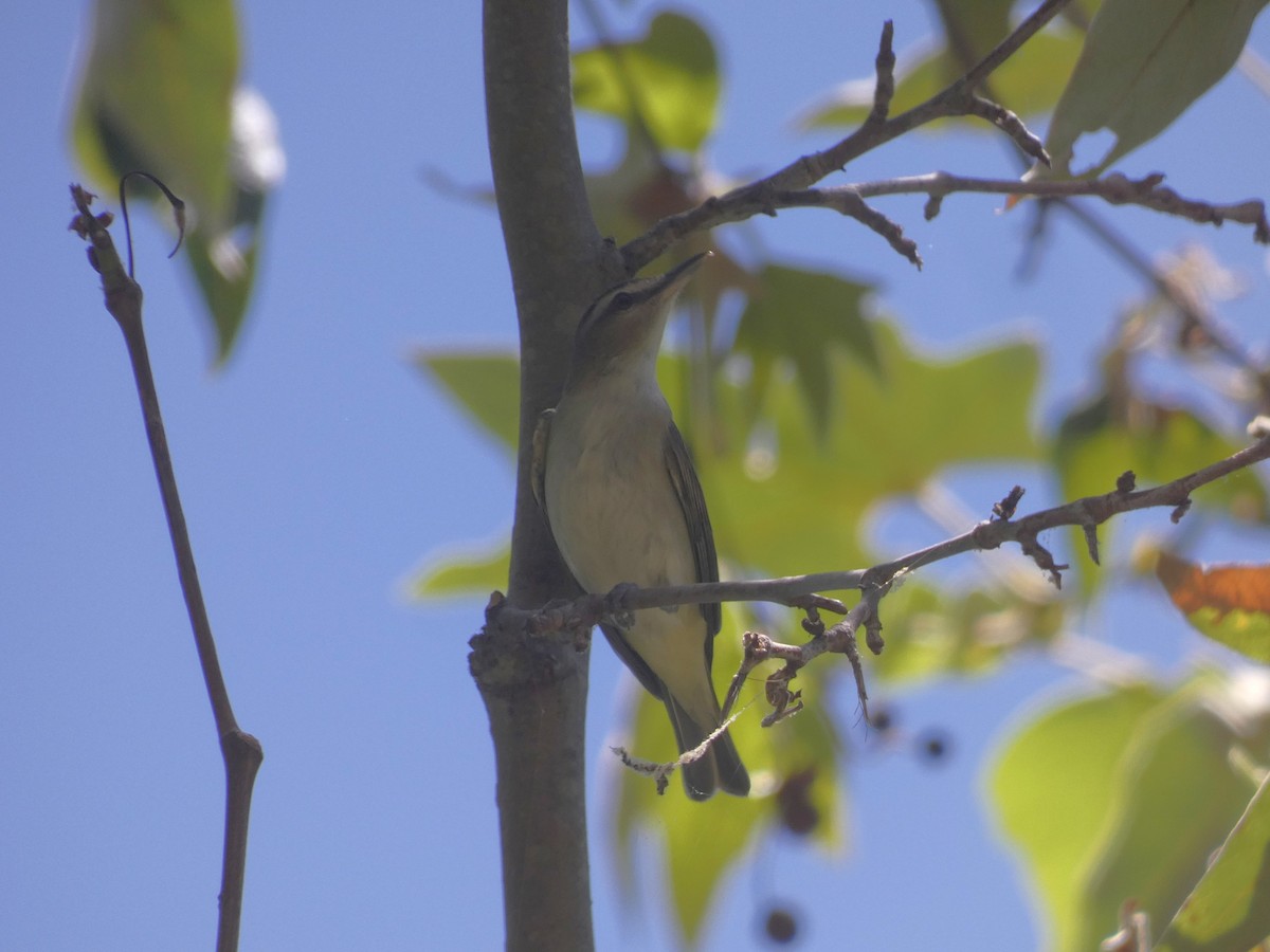 Red-eyed Vireo - ML620513158