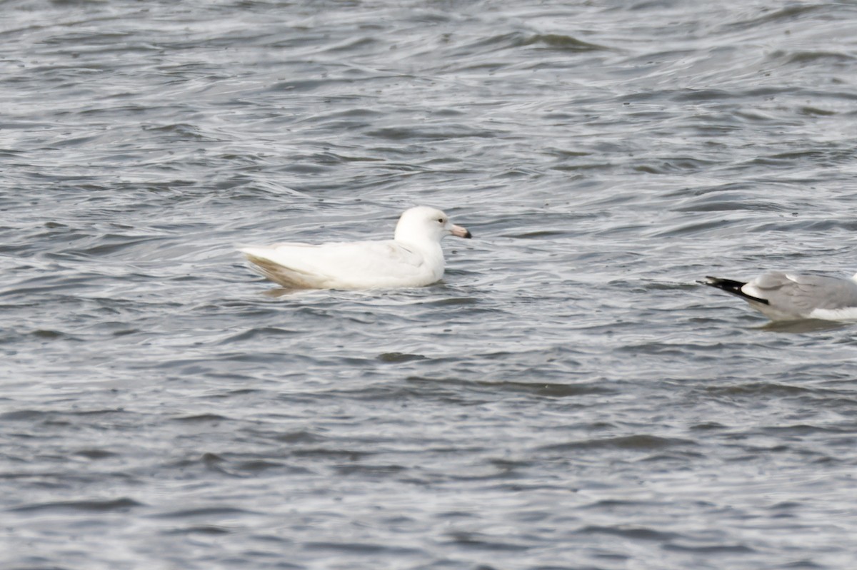 Glaucous Gull - ML620513159