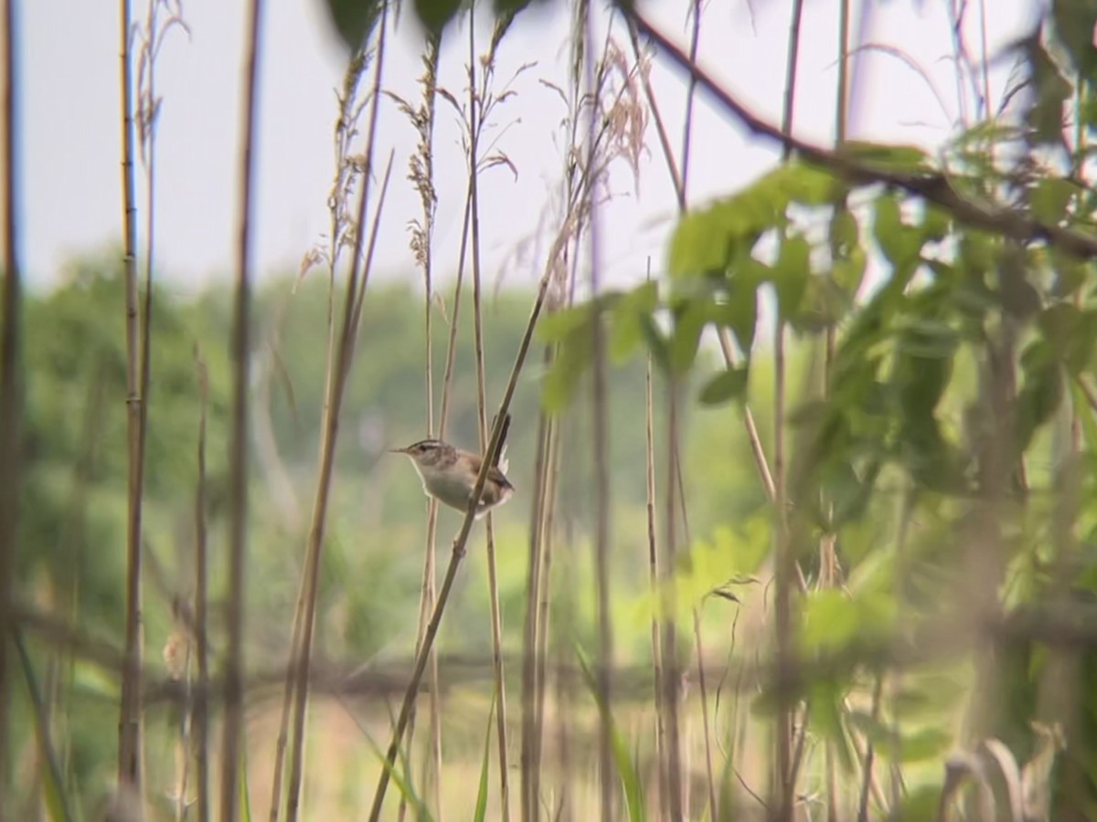 Marsh Wren - ML620513160