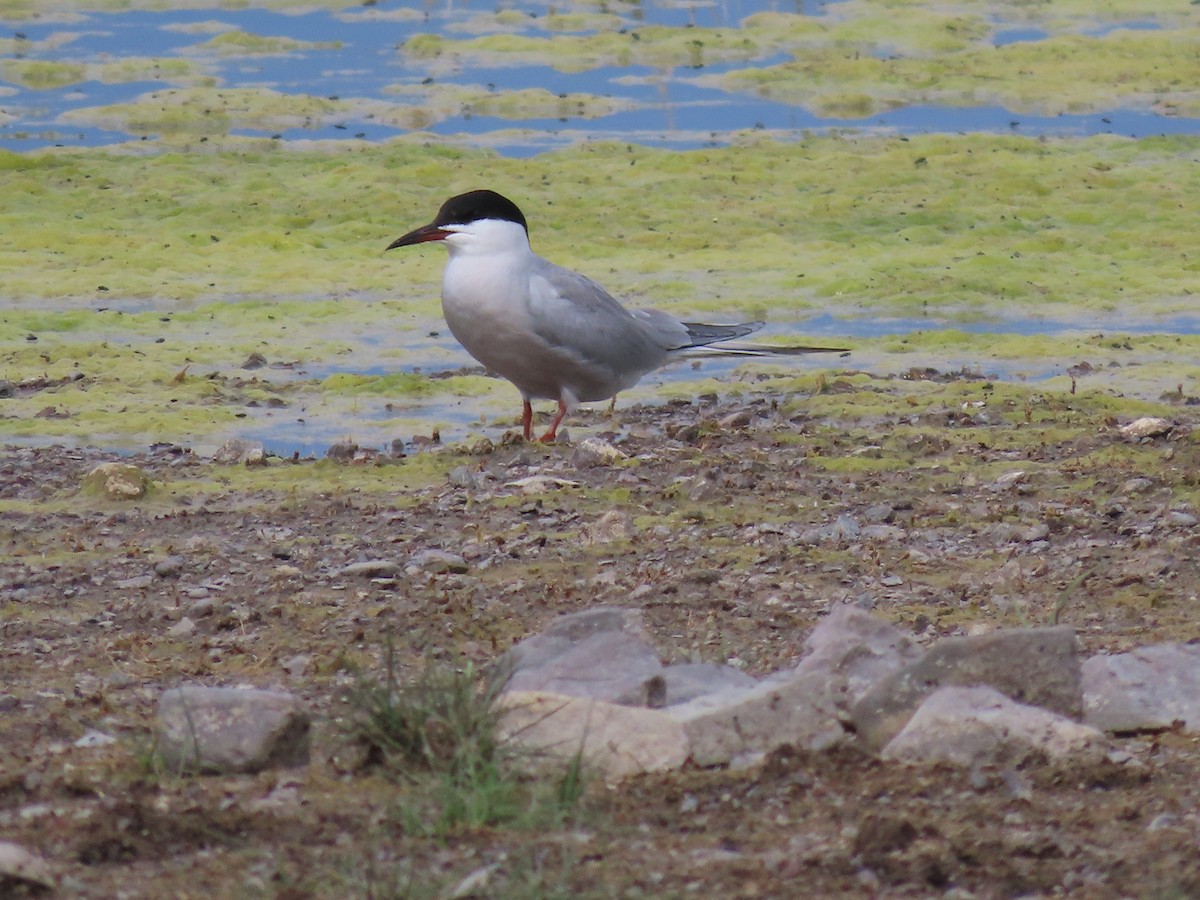 Common Tern (longipennis) - ML620513161