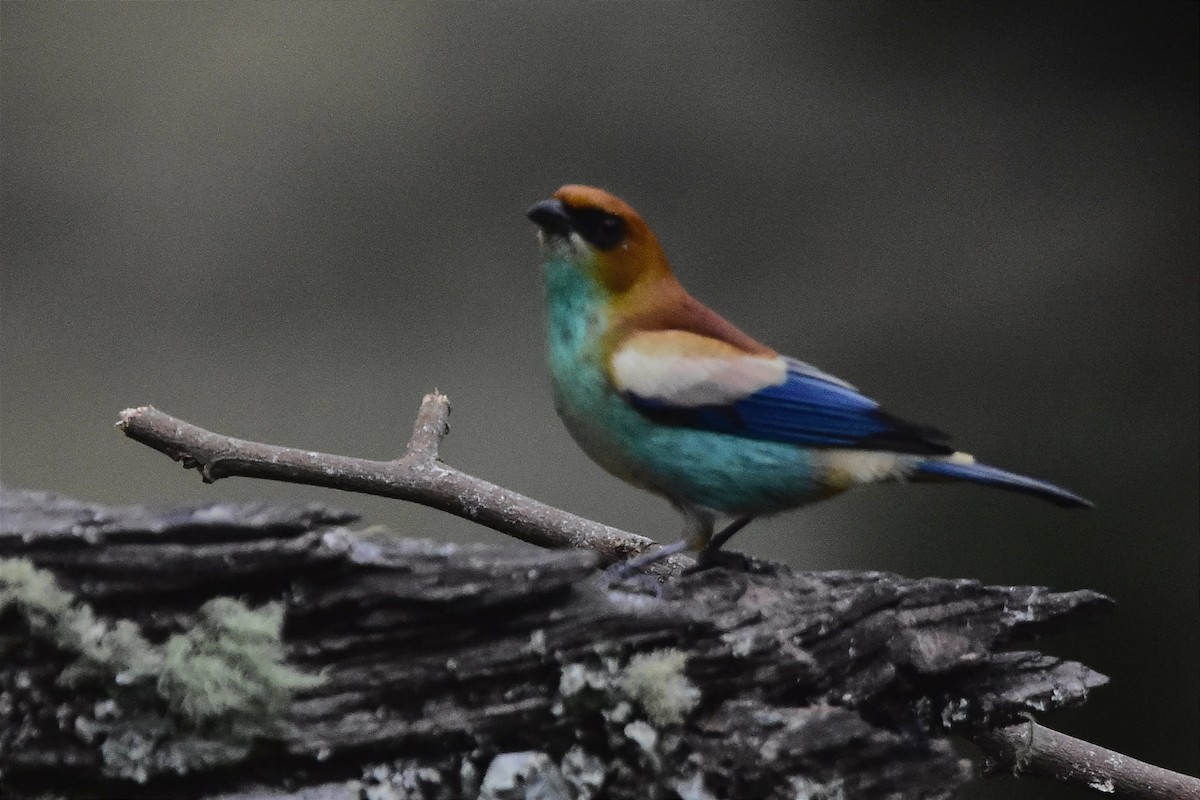 Chestnut-backed Tanager - ML620513163