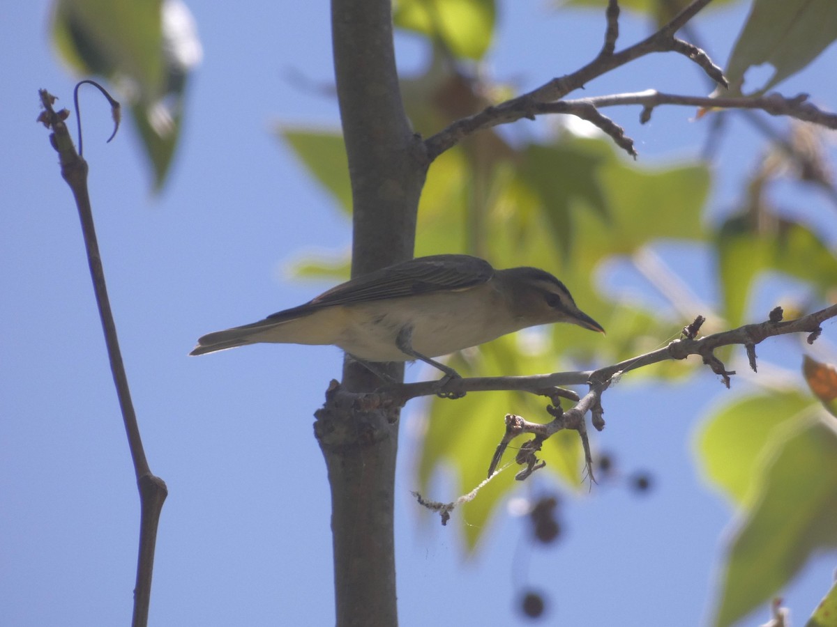 Red-eyed Vireo - ML620513166