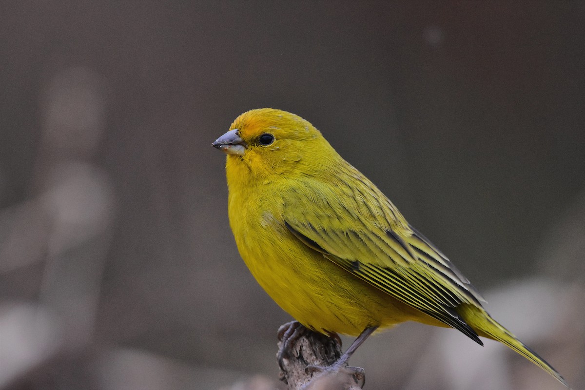 Saffron Finch - ML620513173