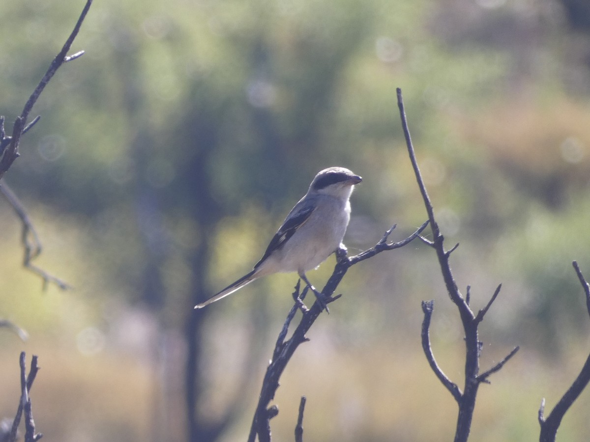 Pie-grièche migratrice - ML620513175