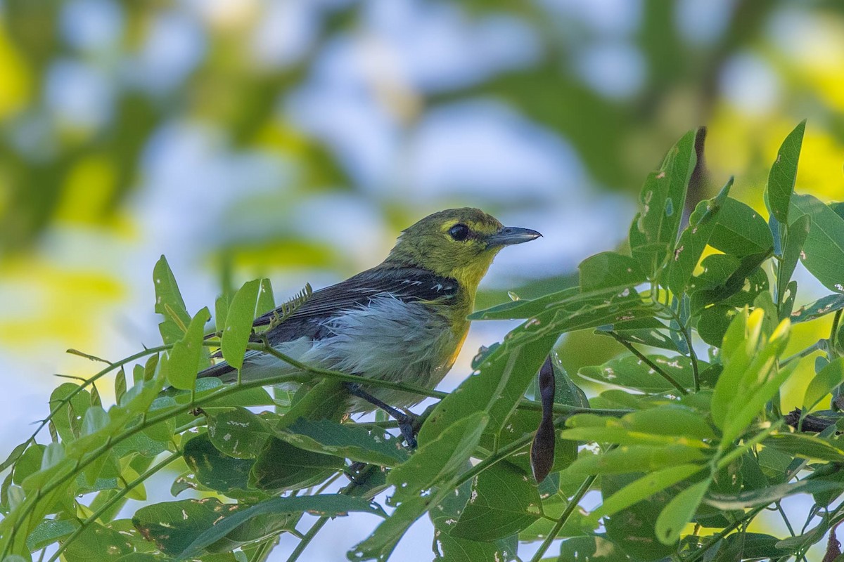 Yellow-throated Vireo - ML620513178