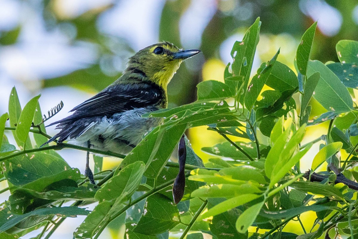 Yellow-throated Vireo - ML620513185