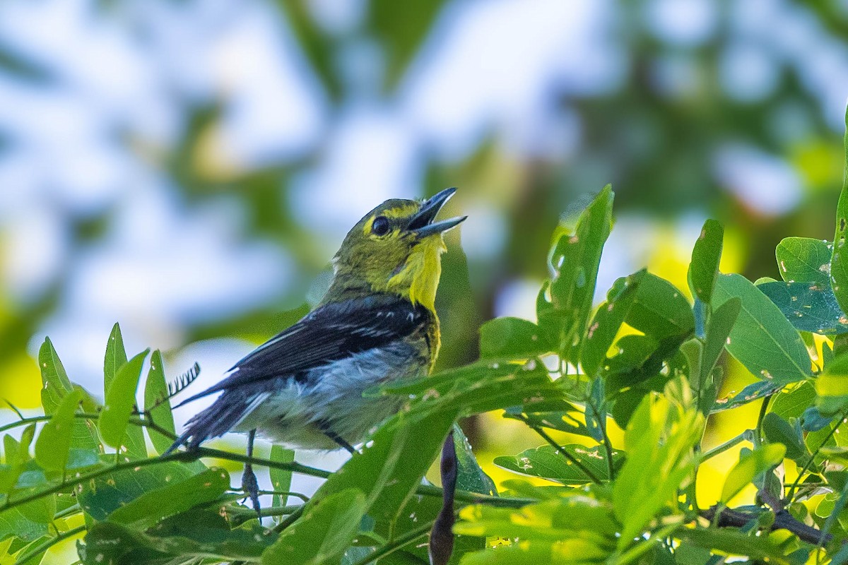 Yellow-throated Vireo - ML620513186