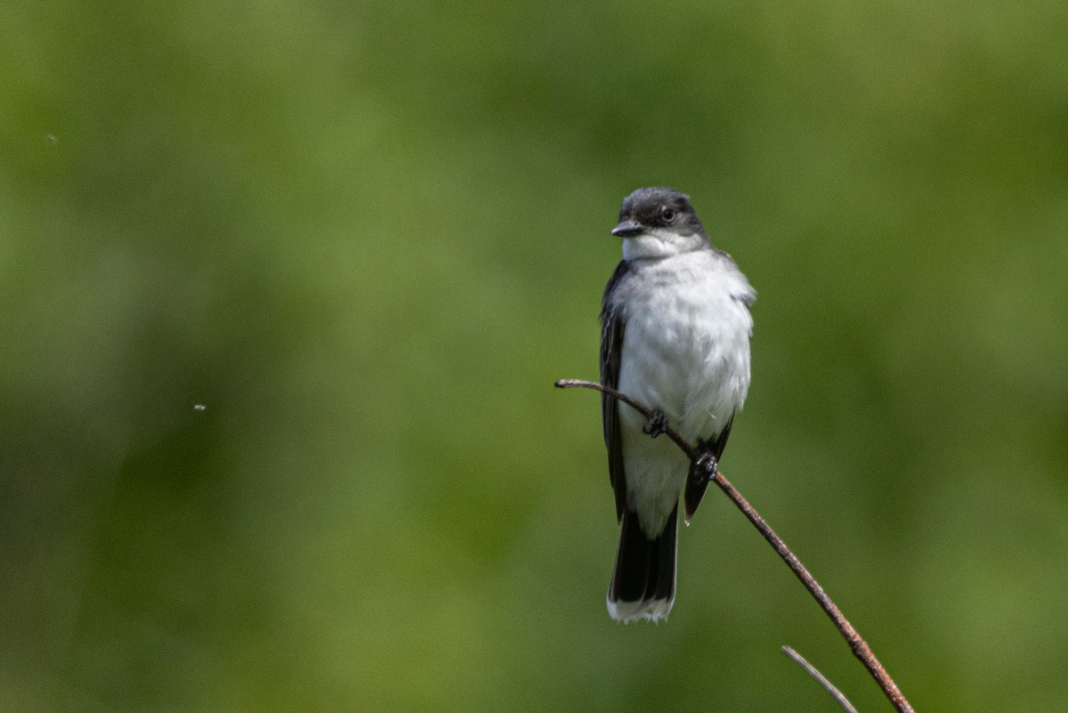 Eastern Kingbird - ML620513188