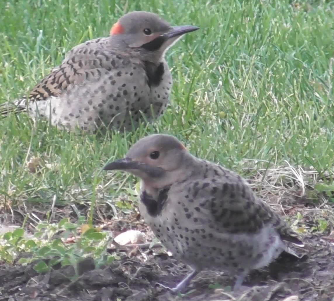 Northern Flicker - ML620513196