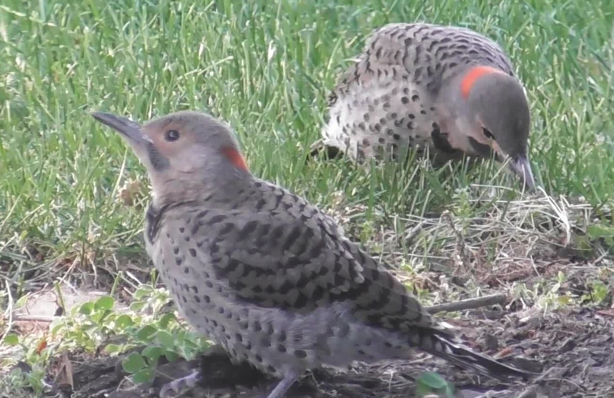 Northern Flicker - Paul Dornbusch