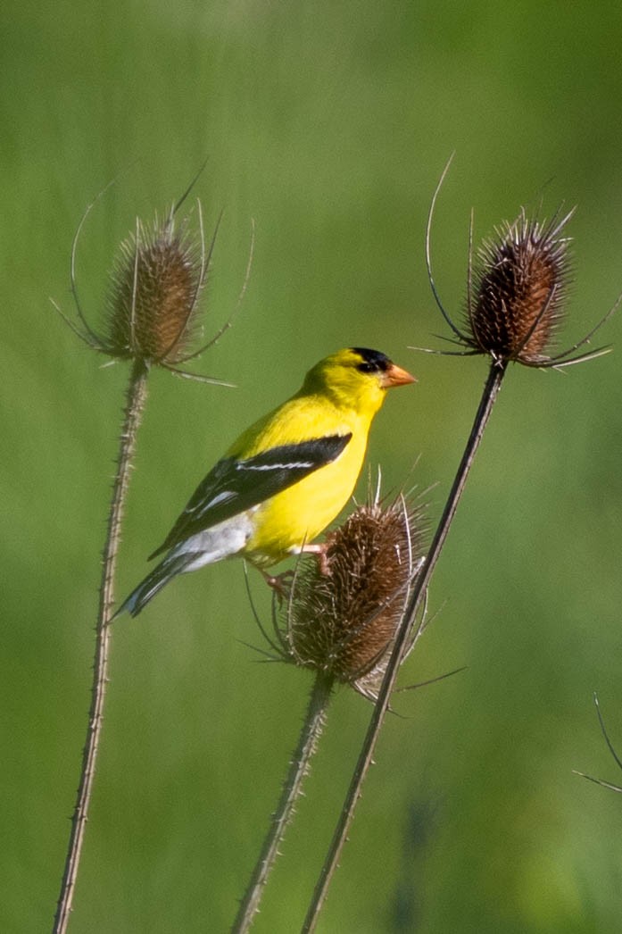 American Goldfinch - ML620513206