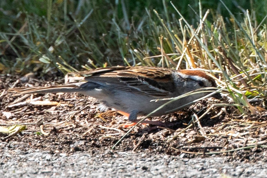 Chipping Sparrow - ML620513215