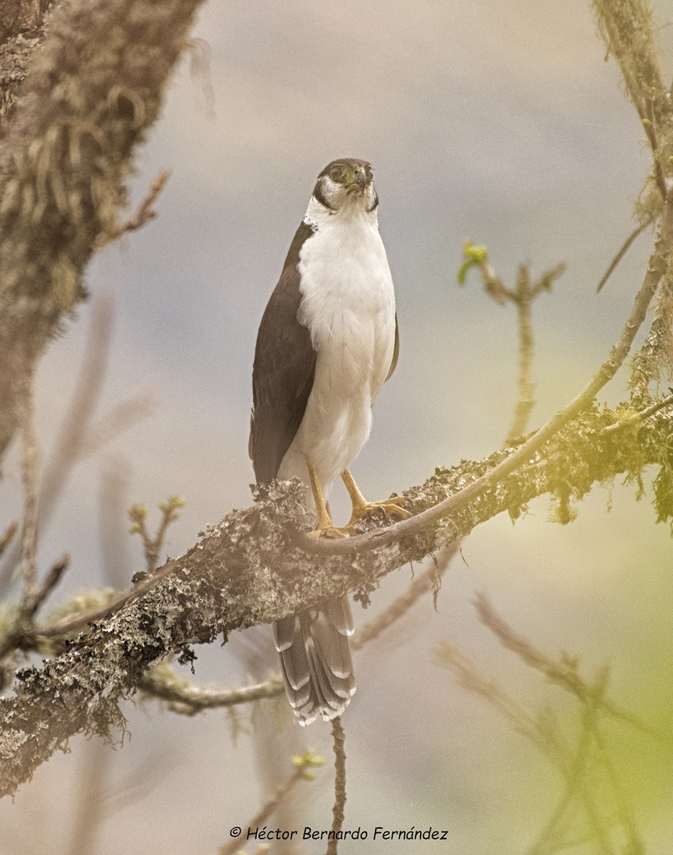 Collared Forest-Falcon - ML620513218