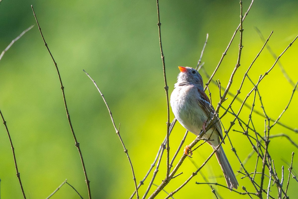 Field Sparrow - ML620513229