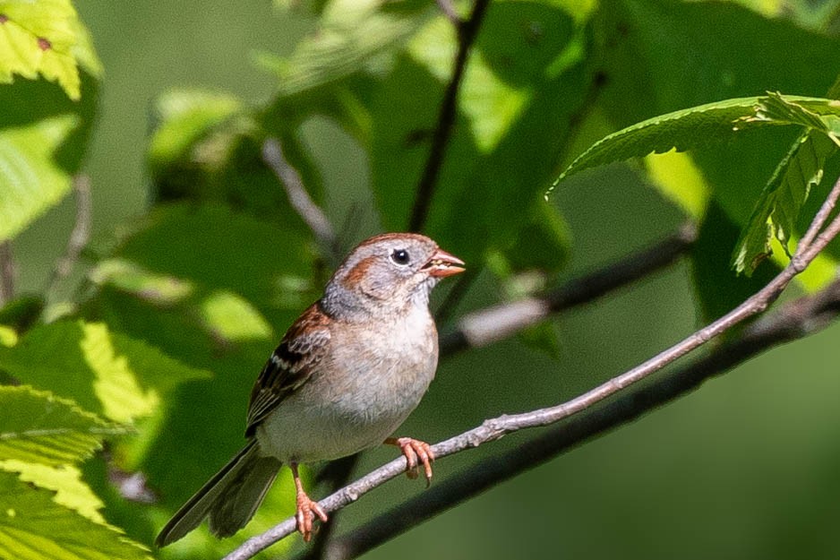 Field Sparrow - ML620513232