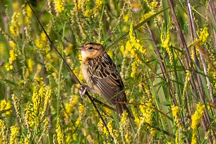 Bobolink - ML620513252