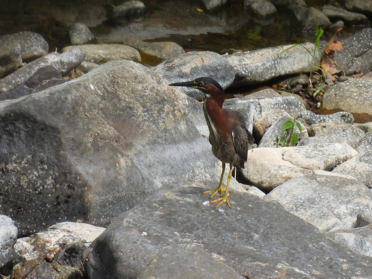 Green Heron - ML620513254