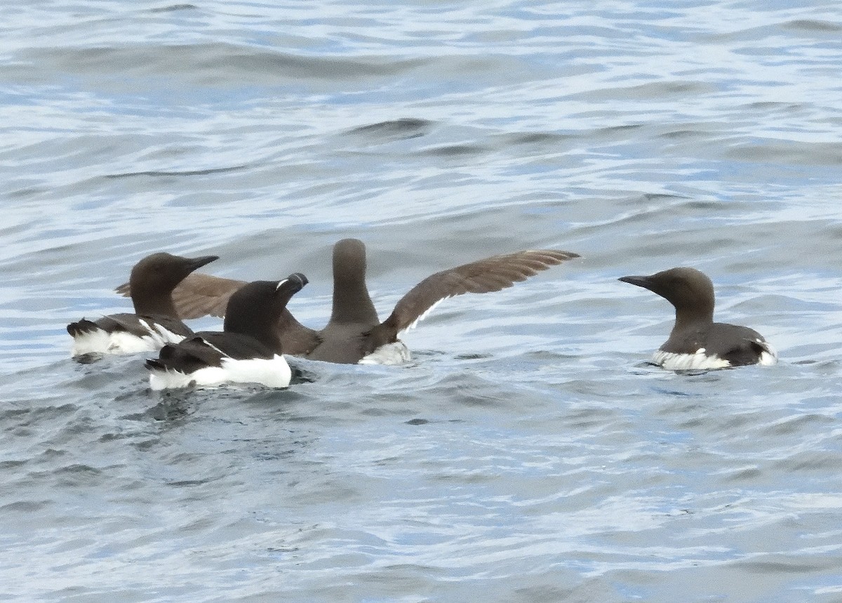 Common Murre - ML620513255