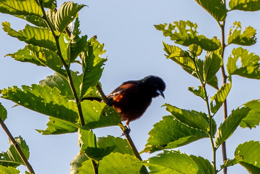 Orchard Oriole - ML620513258