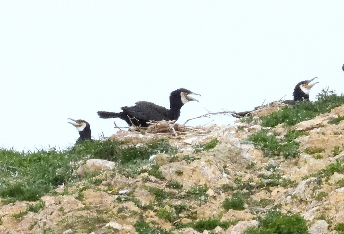 Great Cormorant - ML620513262