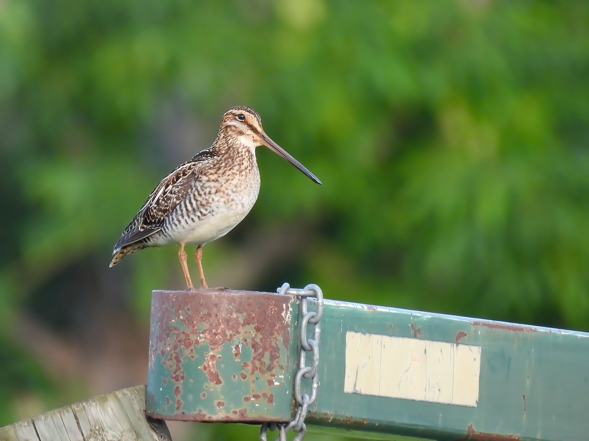 Wilson's Snipe - ML620513263