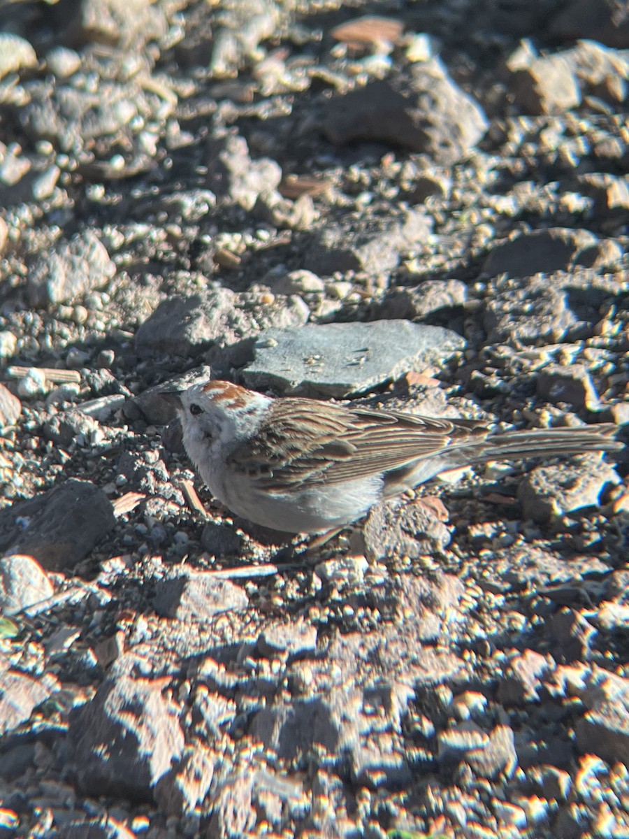 Chipping Sparrow - ML620513264