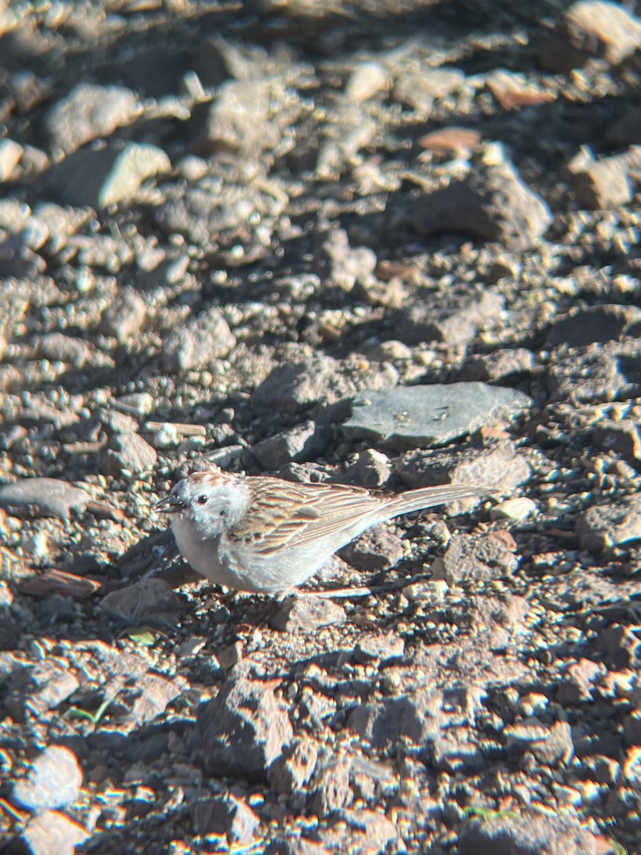 Chipping Sparrow - ML620513265