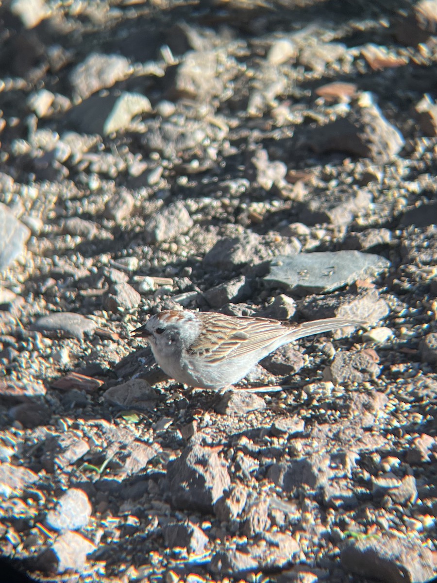 Chipping Sparrow - ML620513266