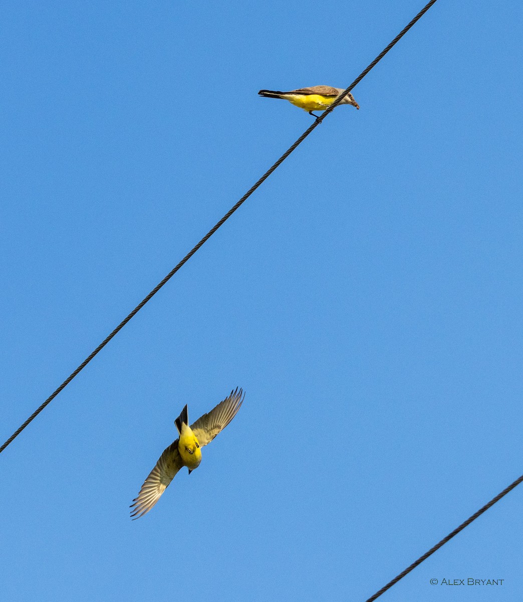 Western Kingbird - ML620513270