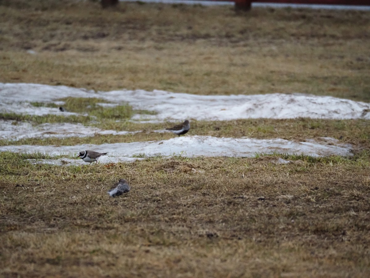 Common Ringed Plover - ML620513271