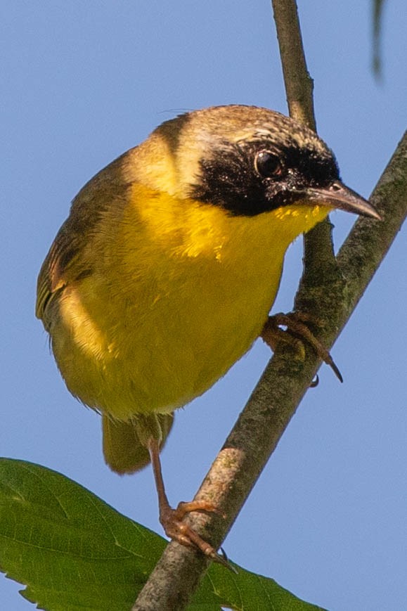 Common Yellowthroat - ML620513279