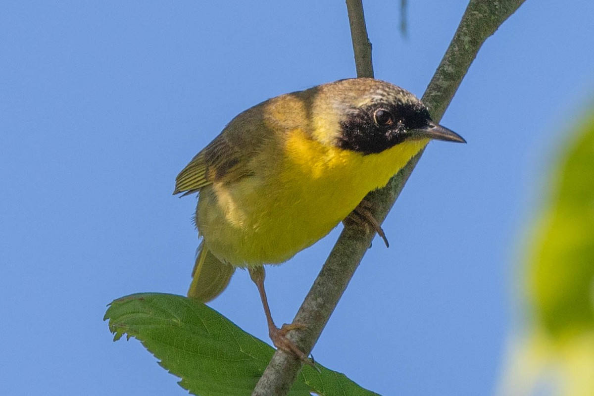 Common Yellowthroat - ML620513280