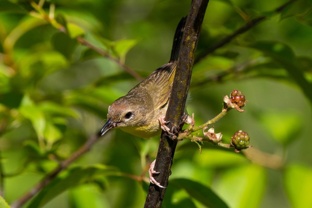 Weidengelbkehlchen - ML620513281