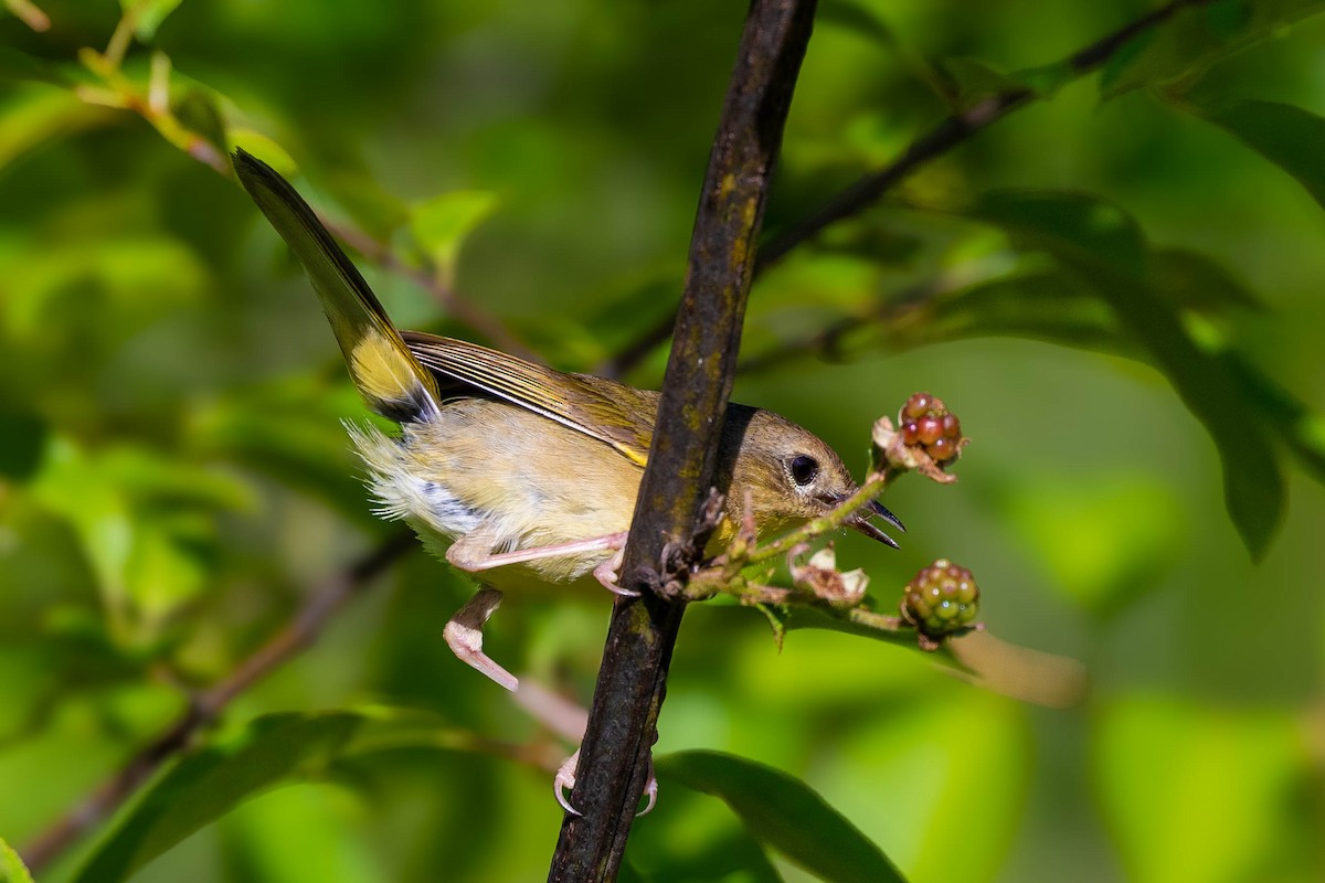 Common Yellowthroat - ML620513282