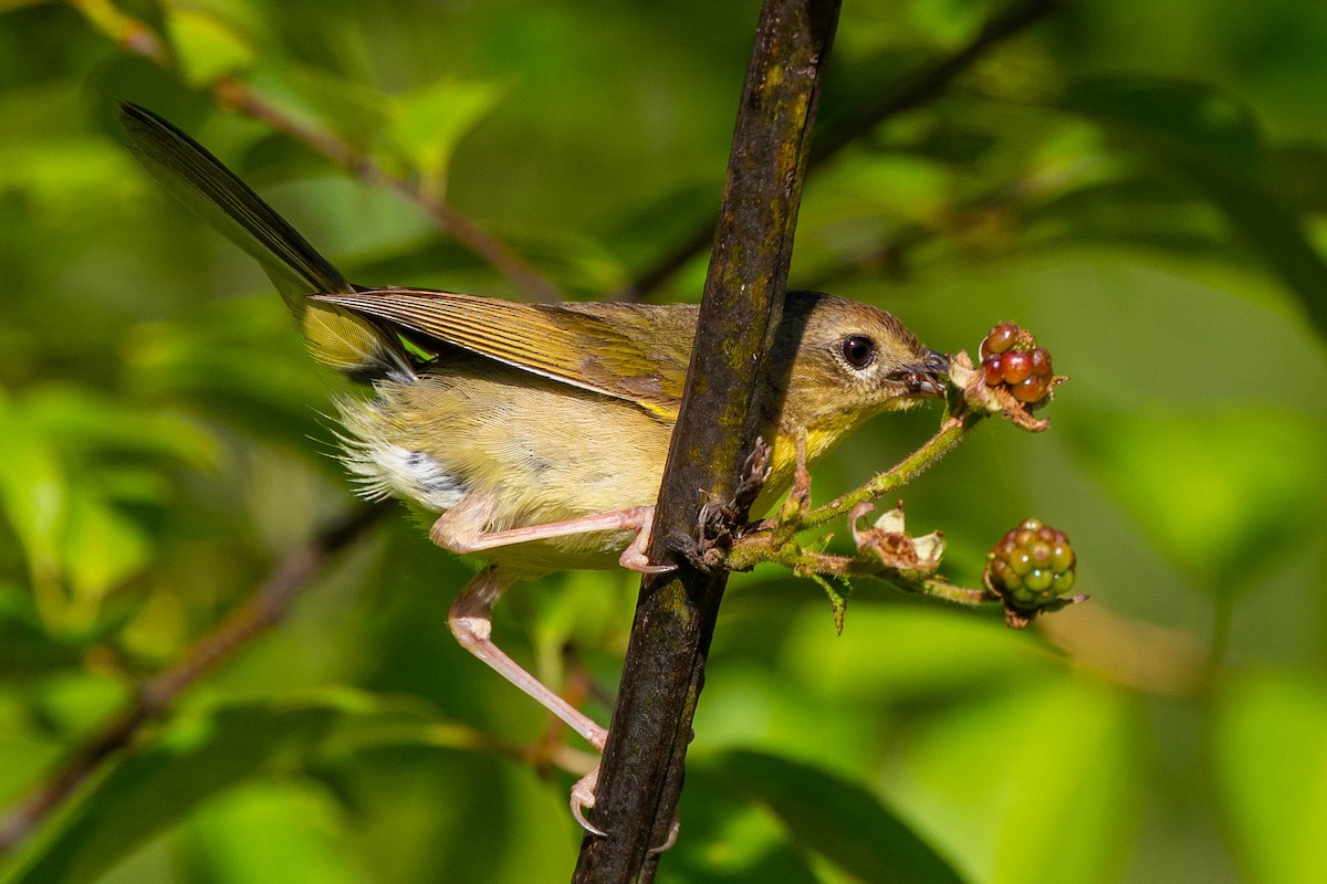 Common Yellowthroat - ML620513284