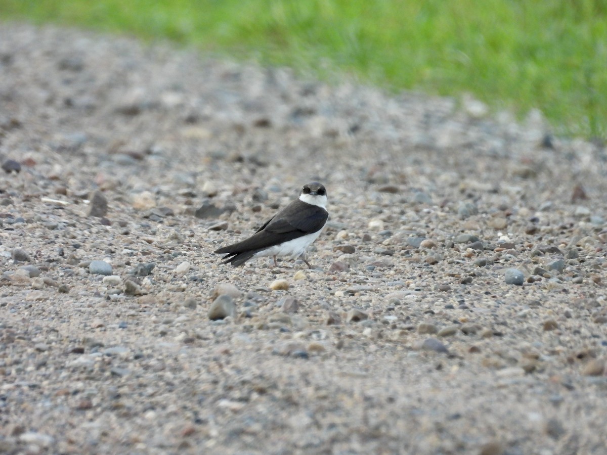 Tree Swallow - ML620513287