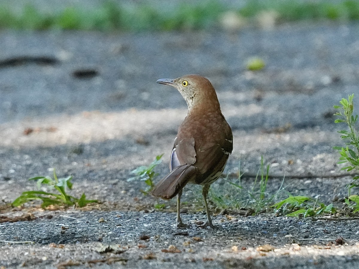 Brown Thrasher - ML620513291