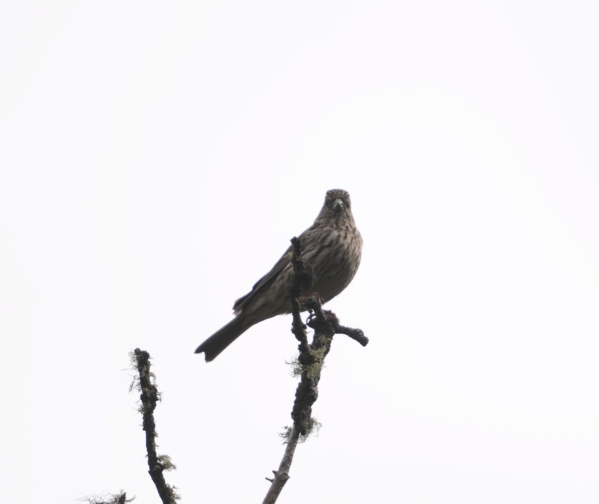 Streaked Rosefinch - ML620513300